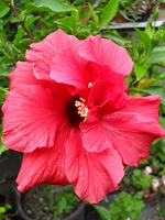 Hibiscus  Classic Red